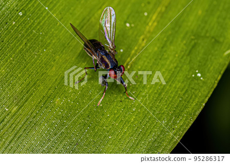 Adult Shore Fly Adult Shore Fly 95286317