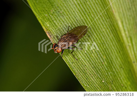Adult Shore Fly Adult Shore Fly 95286318