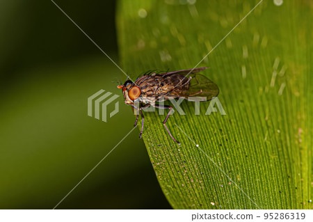 Adult Shore Fly Adult Shore Fly 95286319