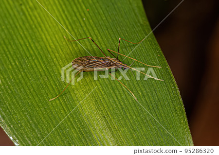 Adult Limoniid Crane Fly Adult Limoniid Crane Fly 95286320