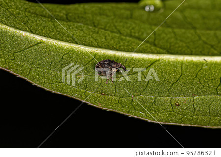 Adult True Weevil Adult True Weevil 95286321