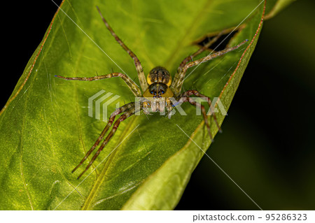 Small Nursery Web Spider 95286323
