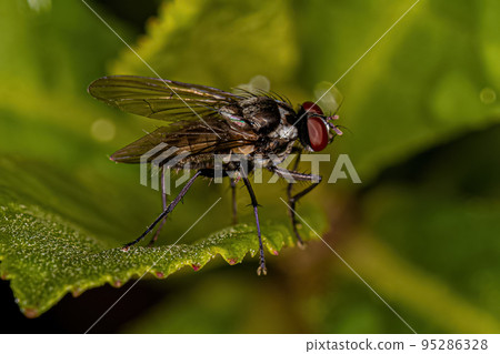 Adult Muscoid Fly Adult Muscoid Fly 95286328