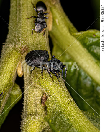 Small Jumping Spider Small Jumping Spider 95286334