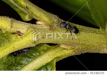 Adult Turtle Ant 95286335