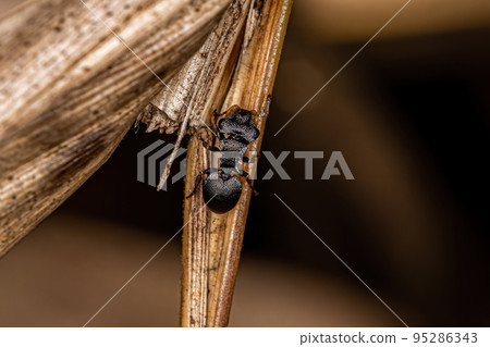 Adult Turtle Ant Adult Turtle Ant 95286343