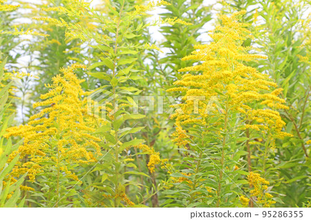 黃花 黃花 95286355