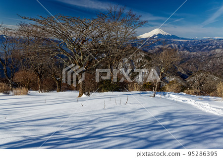 冬天從丹澤山脈的鍋張山看到的富士山 95286395