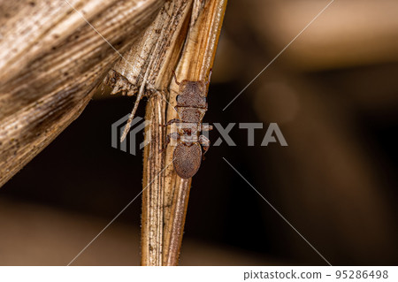 Adult Turtle Ant Adult Turtle Ant 95286498