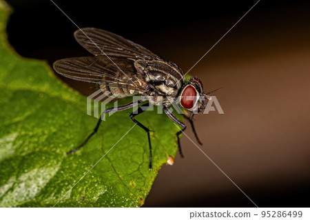 Adult Muscoid Fly Adult Muscoid Fly 95286499