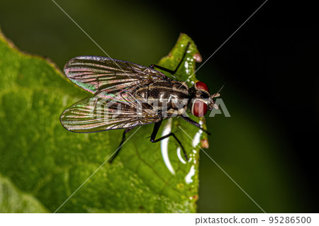 Adult Muscoid Fly Adult Muscoid Fly 95286500