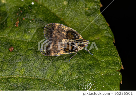 Adult Small Planthopper 95286501