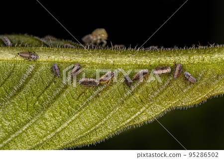 Typical Treehoppers nymphs 95286502