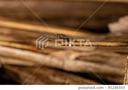 Adult Freeloader Fly Adult Freeloader Fly 95286503