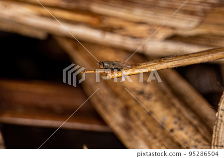 Adult Freeloader Fly 95286504