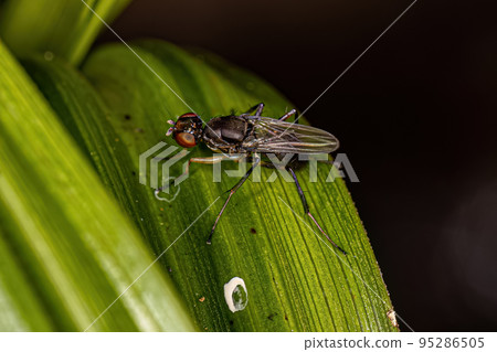 Adult Black Scavenger Fly 95286505