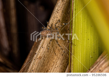 Small Entelegyne Spider 95286506