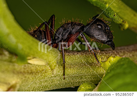 Adult Female Carpenter Ant 95286507