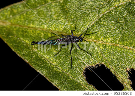 Adult Dark-winged Fungus Gnat 95286508