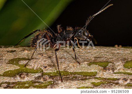 Adult Female Carpenter Ant 95286509