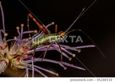 Leaf Katydid Nymph 95286510