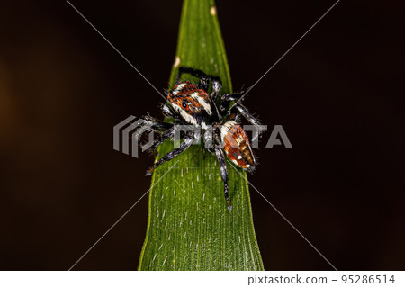 Adult Male Jumping Spider Adult Male Jumping Spider 95286514