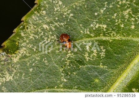 Plant Bug Nymph 95286516