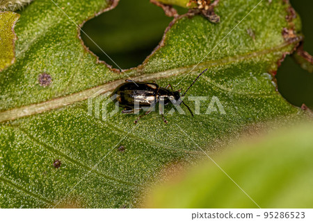Adult Leaf Beetle Adult Leaf Beetle 95286523