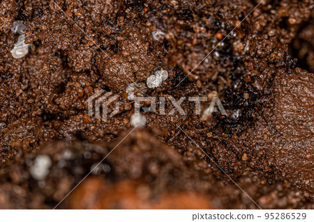 Small Adult Myrmicine Ants Small Adult Myrmicine Ants 95286529