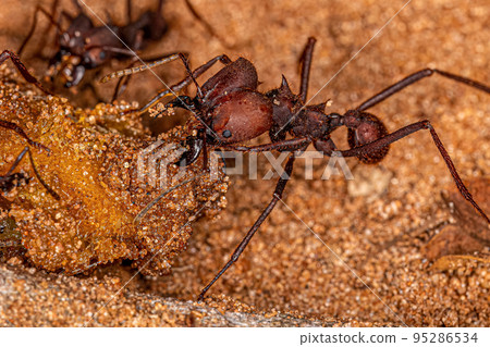 Adult Atta Leaf-cutter Ants Adult Atta Leaf-cutter Ants 95286534