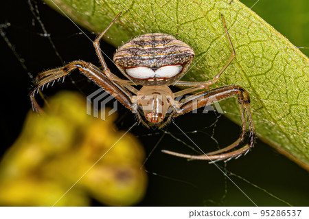 Small Female Pirate Spider 95286537