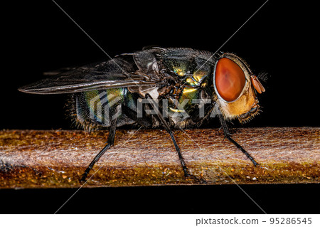 Adult Blow Fly Adult Blow Fly 95286545