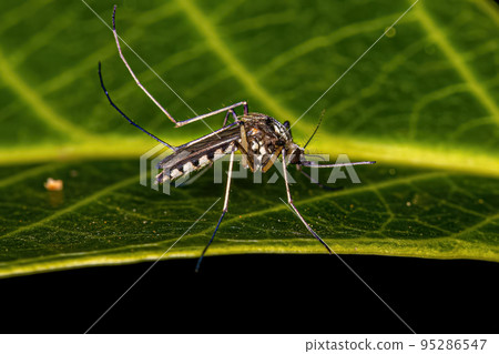 Adult Female Culicine Mosquito Adult Female Culicine Mosquito 95286547