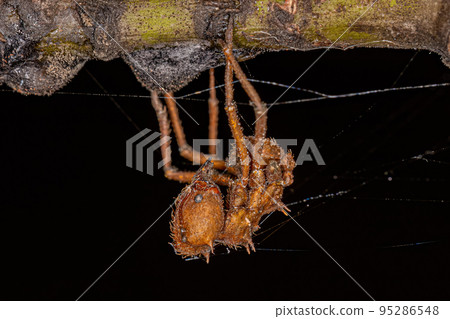 Dead Adult Atta Leaf-cutter Ant Dead Adult Atta Leaf-cutter Ant 95286548