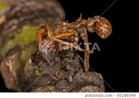 Dead Adult Atta Leaf-cutter Ant 95286549