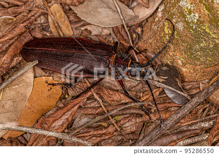 Adult Giant Prionid Beetle Adult Giant Prionid Beetle 95286550