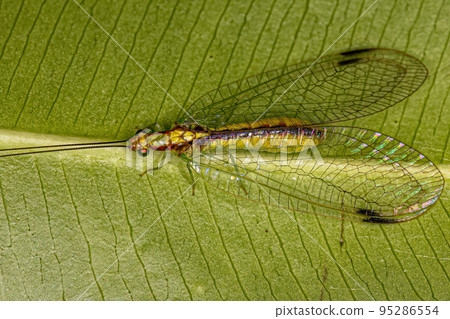 Adult Typical Green Lacewing Adult Typical Green Lacewing 95286554