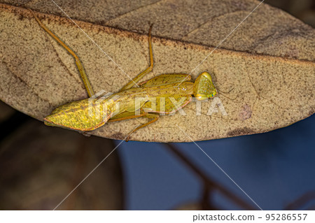 Green Photinaid Mantis Nymph 95286557