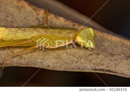 Green Photinaid Mantis Nymph Green Photinaid Mantis Nymph 95286558