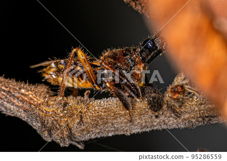 Adult Bee Assassin Bug 95286559