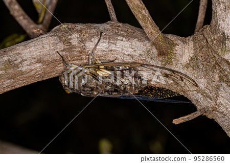 Adult Giant Cicada Adult Giant Cicada 95286560