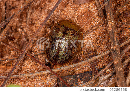 Adult Tortoise Beetle 95286568