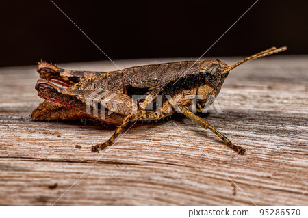Short-horned Grasshopper Nymph Short-horned Grasshopper Nymph 95286570