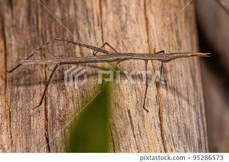 Neotropical Stick Grasshopper Neotropical Stick Grasshopper 95286573
