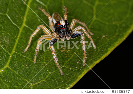 Adult Male Jumping Spider 95286577