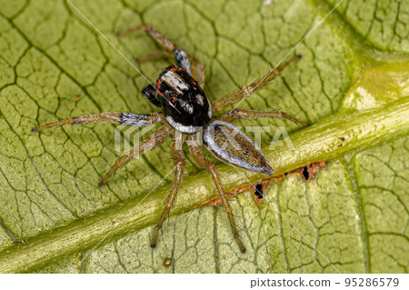 Adult Male Jumping Spider Adult Male Jumping Spider 95286579