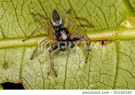 Adult Male Jumping Spider Adult Male Jumping Spider 95286580