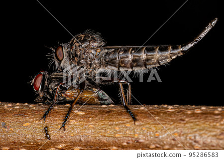 Adult Female Robber Fly Adult Female Robber Fly 95286583