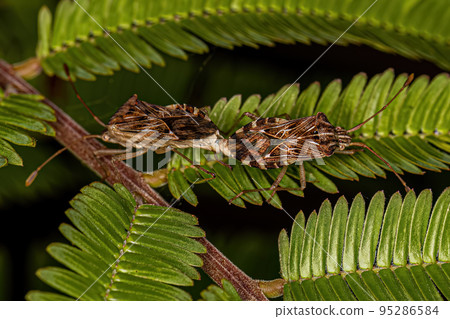 Adult Leaf-footed Bugs 95286584