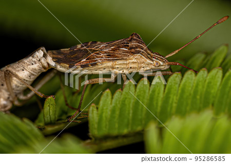 Adult Leaf-footed Bugs Adult Leaf-footed Bugs 95286585